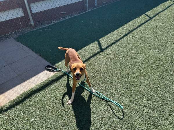 Urgent Small dog and puppy (Salinas)63683429980673122