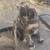 Kittens 3 thumbnail