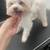 Yorkie and maltese 4 thumbnail