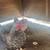 Serama Chicken Hen 6 thumbnail