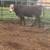 3 year old polled hereford bull 1 thumbnail