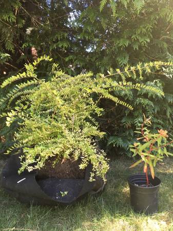 Lonicera Ligustrina Lemon Beauty - $20 (Lake City)63471418782851124