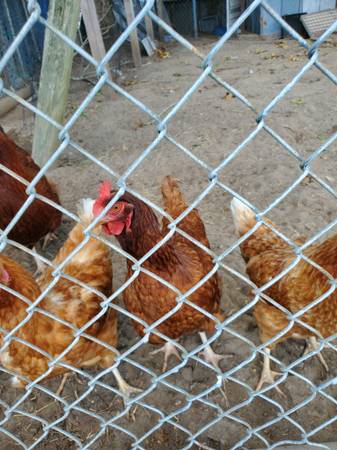 Chickens 1