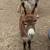 for sale miniature red donkey jack 2 thumbnail