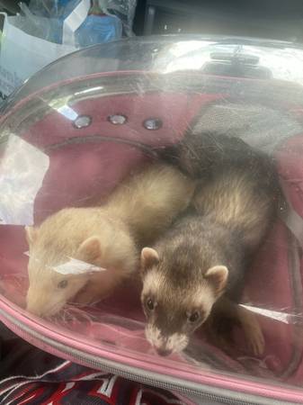Rehoming 2 male ferrets (Harker Heights)63839344516611122