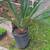 Sago Palm 3 thumbnail
