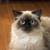 Himalayan cats 2 thumbnail