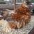 Silkies 3 thumbnail