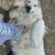 Livestock guardian dog 1 thumbnail