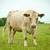 Cows downsizing herd 11 thumbnail