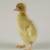 Runner Ducklings 11 thumbnail