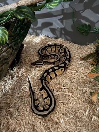 Pastel Ball Python 1