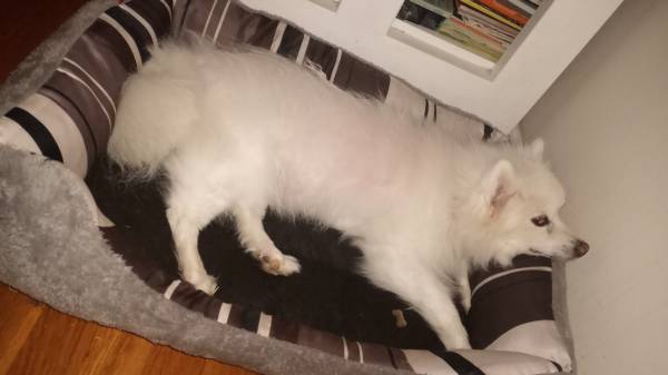 Foxy (dog) skin irritation63925384872578120