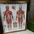Doctors Office Reflexology+The Muscular System Framed Charts Ea@ 4 thumbnail