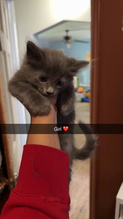 kitten For sale 1