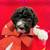 Sweet Labradoodle Puppies Ready for Loving Homes (Rehoming)
 7 thumbnail