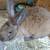 Rabbits 1 thumbnail