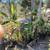 banana tree 1 thumbnail