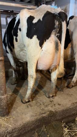 Holstein cow 1