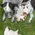 Heeler 1 thumbnail