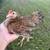 Kikiriki hens 7 thumbnail