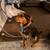 Free dog 1 thumbnail