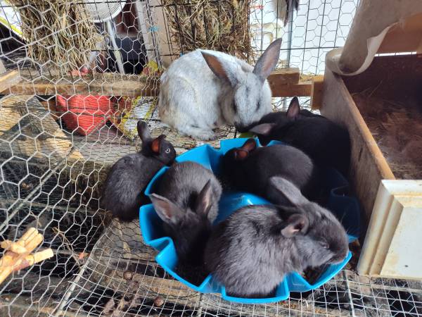 Champagne d argent rabbits 1