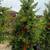 Pomegranate Tree 7 thumbnail