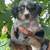 Mini Australian Shepherd Puppies 14 thumbnail