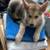 S. Husky mix pup 2 thumbnail