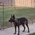 Malinois 1 thumbnail