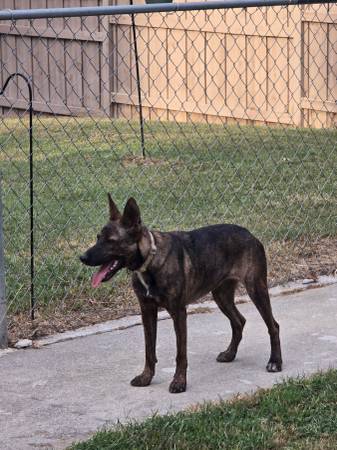 Malinois 1