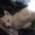 Beautiful husky girl 1 thumbnail