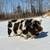 kune kune piglets 7 thumbnail