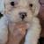 2 male Shih tzu puppies 15 thumbnail