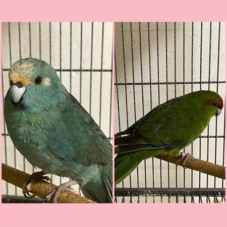 Kakarikis 1