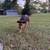 abandoned young dog. 1 thumbnail