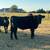 Wagyu 4 thumbnail