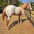 ApHC Colt Sale or Trade 1 thumbnail