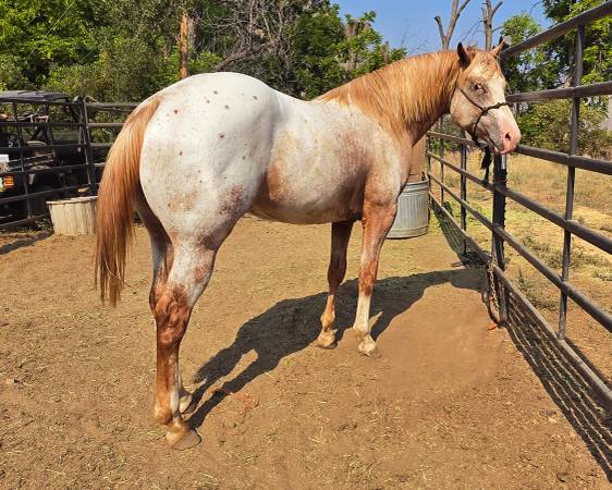 ApHC Colt Sale or Trade 1
