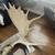 Alaskan moose antlers 5 thumbnail