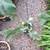 Philodendron Silver Sword rare large plant 2 thumbnail