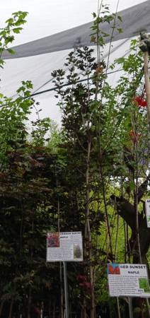 Red Sunset Maple Trees 1