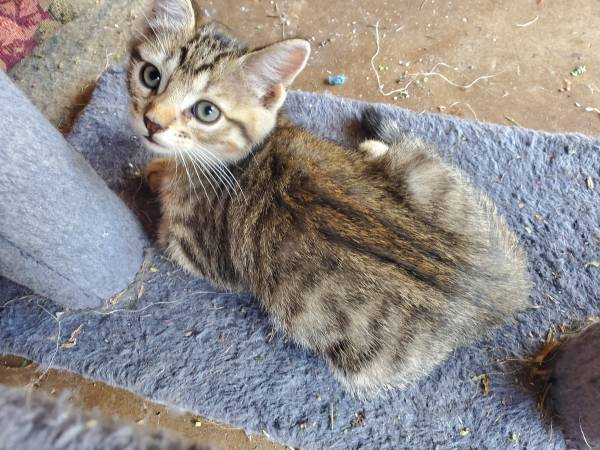 GATITOS GRATIS DE 9 SEMANAS (Edmond)63670591563779124