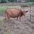Downsizing farm 1 thumbnail