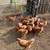 Egg laying hens 4 thumbnail