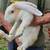 Continental Giant rabbits. 3 thumbnail