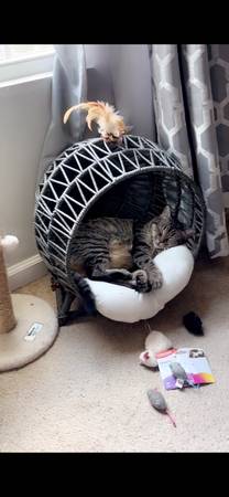 Rehoming Cat - Loving home needed!63739455422595122