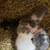 Cat kittens 2 thumbnail