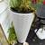 Two large pottery blues and plants one is gold fish plant 4 thumbnail
